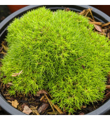 Scleranthus uniflorus (0.8lt)