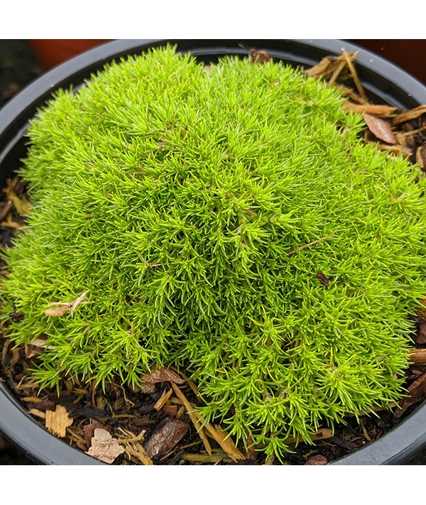 Scleranthus uniflorus (1lt)