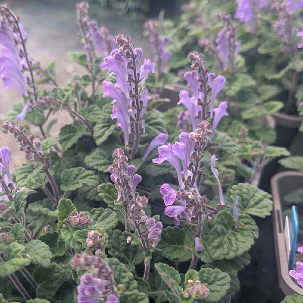 Scutellaria indica var. parvifolia (1.5lt)