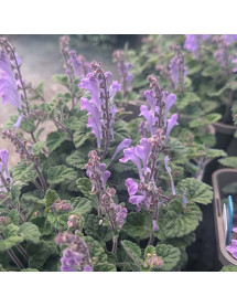Scutellaria indica var. parvifolia (1.5lt) Scutellaria indica var. parvifolia (1.5lt)