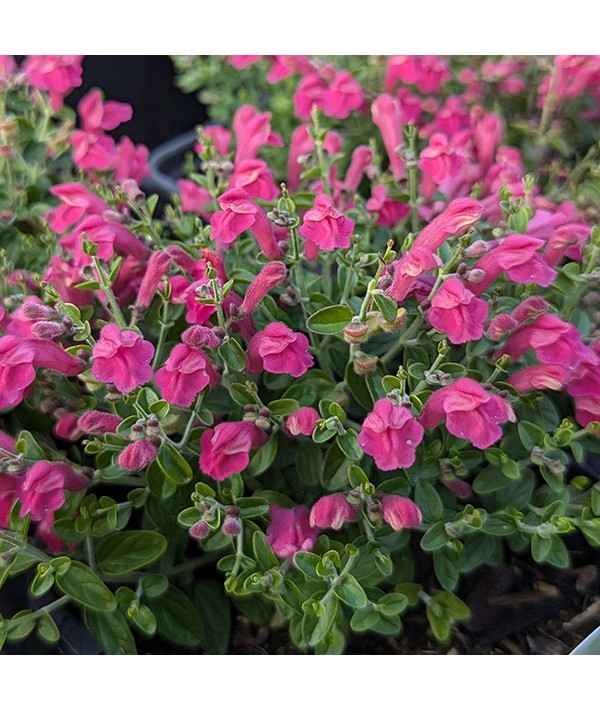 Scutellaria Texas Rose (1lt)