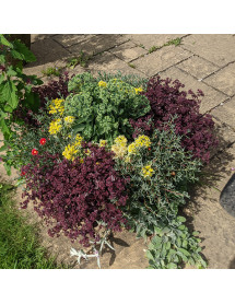 Sedum Firecracker (1.5lt)