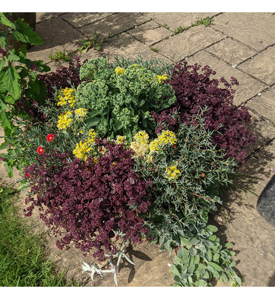 Sedum Firecracker (1.5lt)
