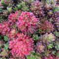 Sedum album coral carpet (1lt)