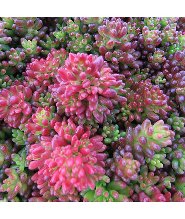 Sedum album coral carpet (9cm)