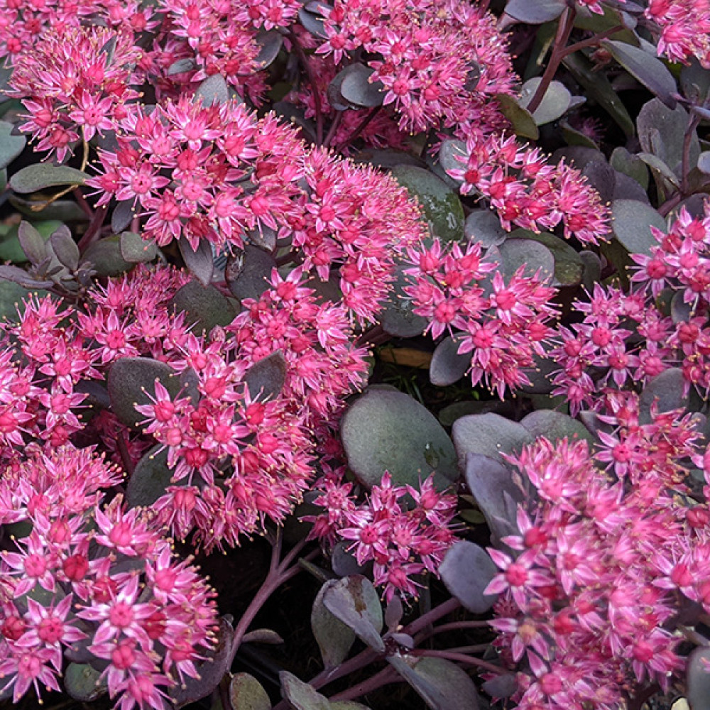Sedum Bertram Anderson (1lt)