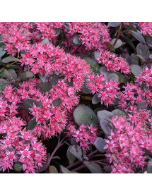 Sedum Bertrum Anderson (1.5lt)