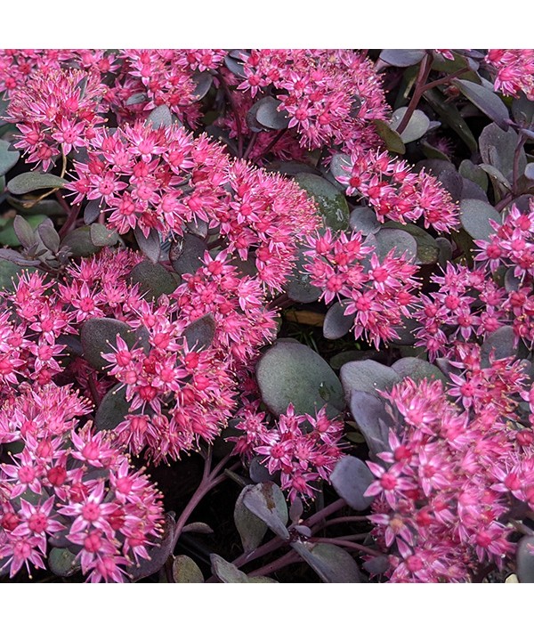 Sedum Bertrum Anderson (1lt) Sedum Bertrum Anderson (1lt)