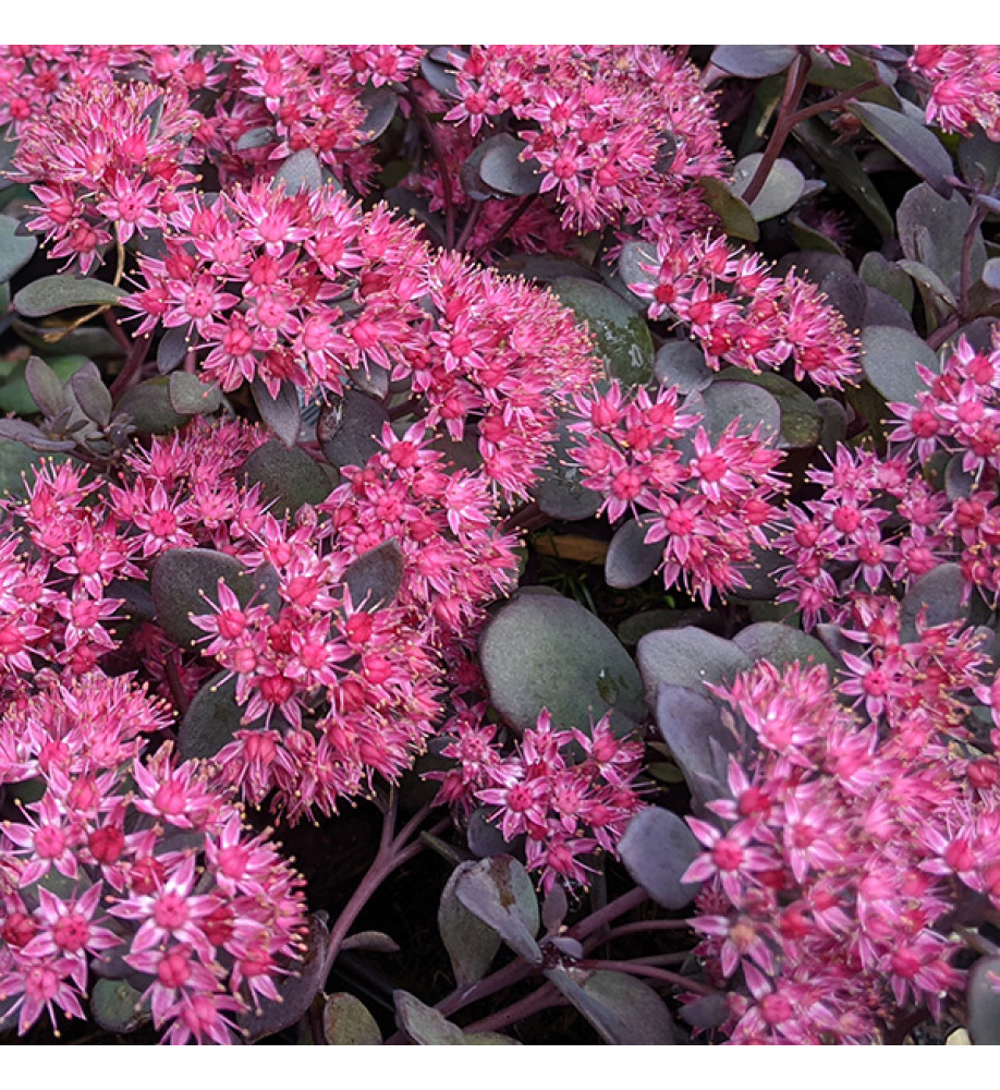 Sedum Bertrum Anderson (1.5lt)