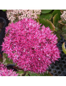 Sedum Birthday Party (1lt)