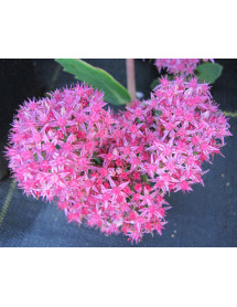 Sedum Carl (1lt)