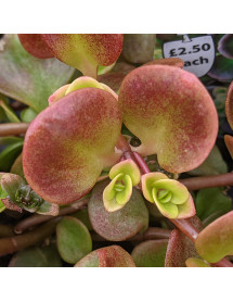 Sedum tetractinum Coral Reef (9cm)