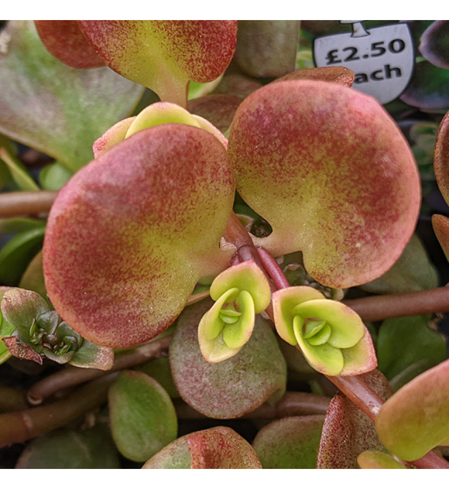 Sedum tetractinum Coral Reef (9cm)