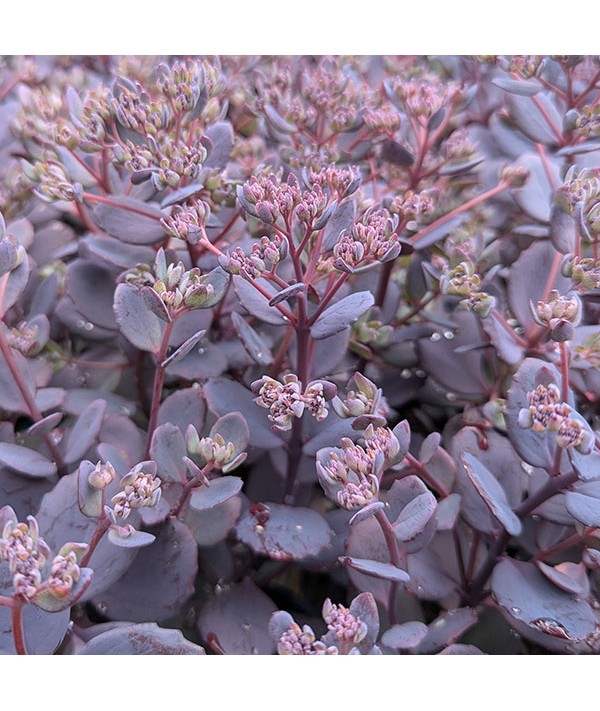 Sedum Dark Canyon (1lt)