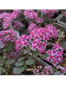 Sedum Firecracker (1.5lt)