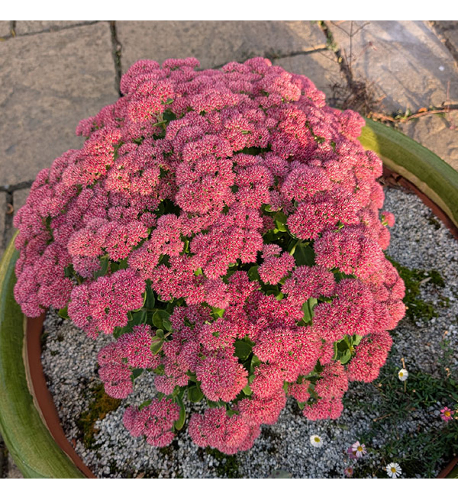 Sedum Herbstfreude    syn. Autumn Joy (0.8lt)