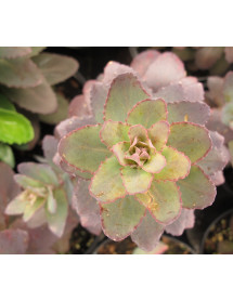 Sedum Jose Aubergine (3lt) Sedum Jose Aubergine (3lt)