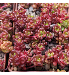Sedum oreganum (1lt) Sedum oreganum (1lt)