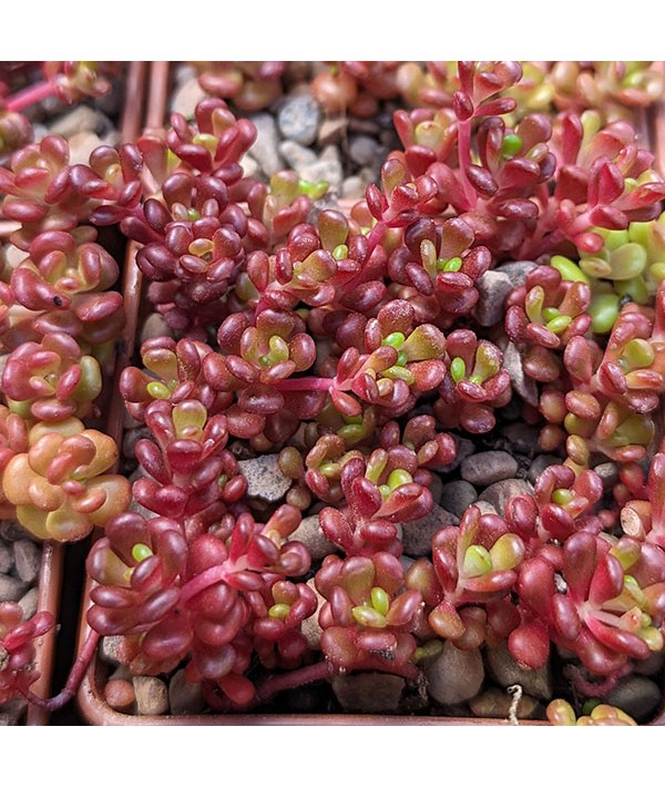 Sedum oreganum (0.7lt)