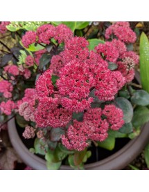 Sedum Red Cauli (0.8lt) Sedum Red Cauli (0.8lt)