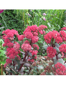 Sedum Red Cauli (1.5lt)