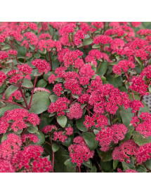 Sedum Red Cauli (3lt)