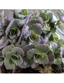 Sedum Red Sparkle (1.5lt)