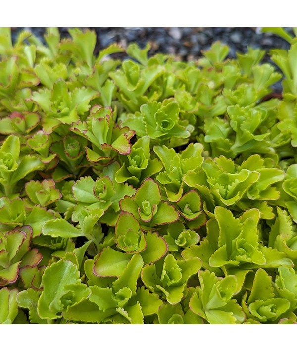 Sedum selskianum (0.7lt)