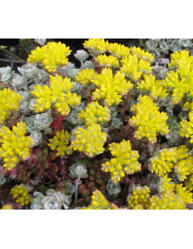 Sedum spathulifolium Cape Blanco (9cm)