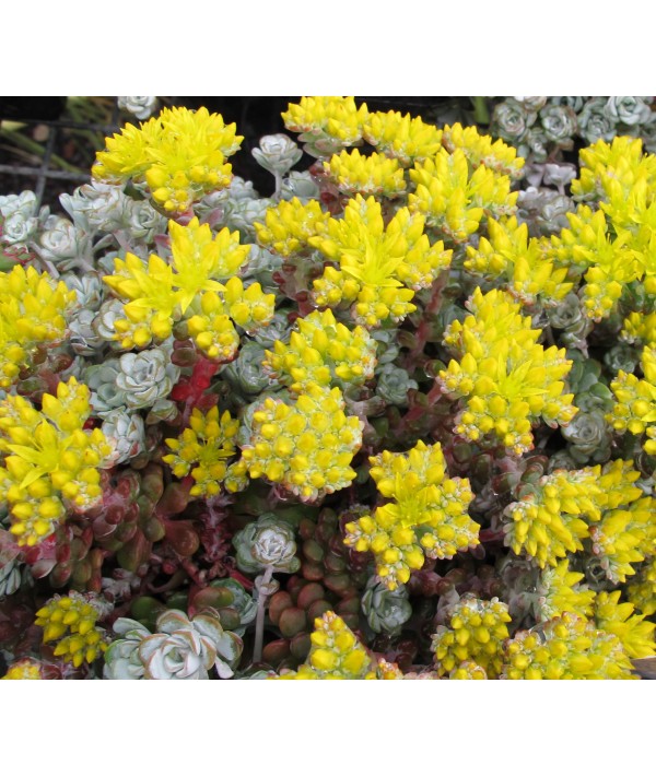 Sedum spathulifolium Cape Blanco (9cm)