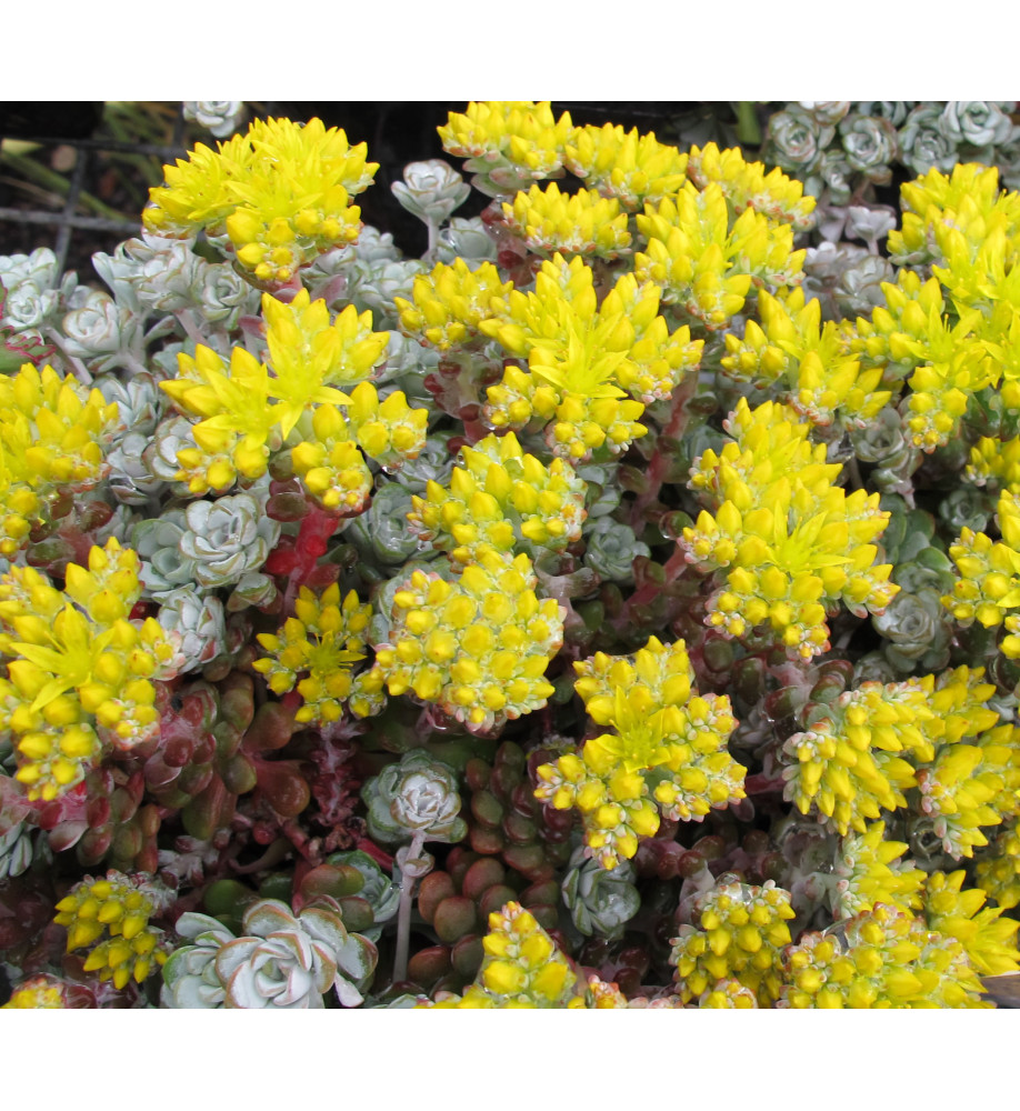Sedum spathulifolium Cape Blanco (9cm)