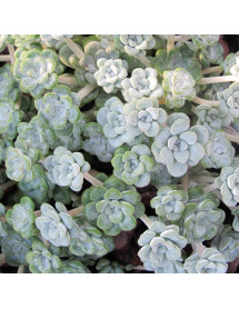 Sedum spathulifolium Cape Blanco (9cm)