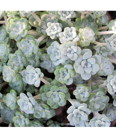 Sedum spathulifolium Cape Blanco (9cm)