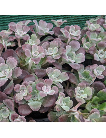 Sedum spathulifolium purpureum (9cm)