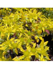 Sedum spathulifolium purpureum (9cm)
