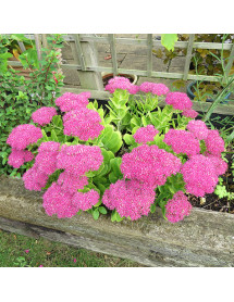 Sedum spectabile Brilliant (1lt)