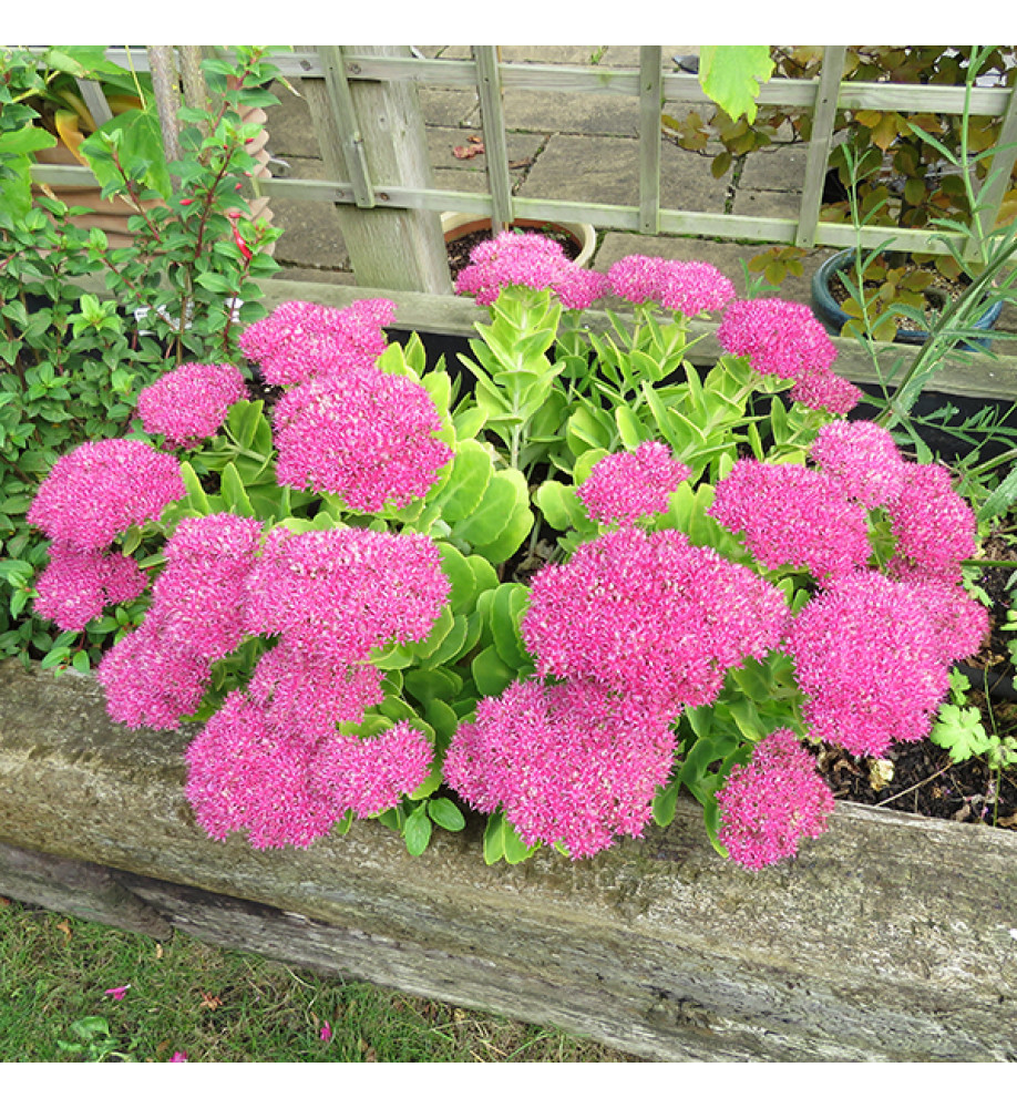 Sedum spectabile Brilliant (1lt)