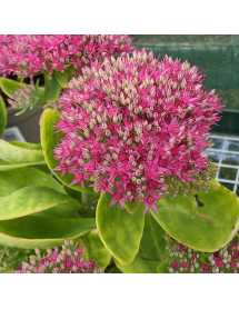 Sedum spectabile Brilliant (1lt)