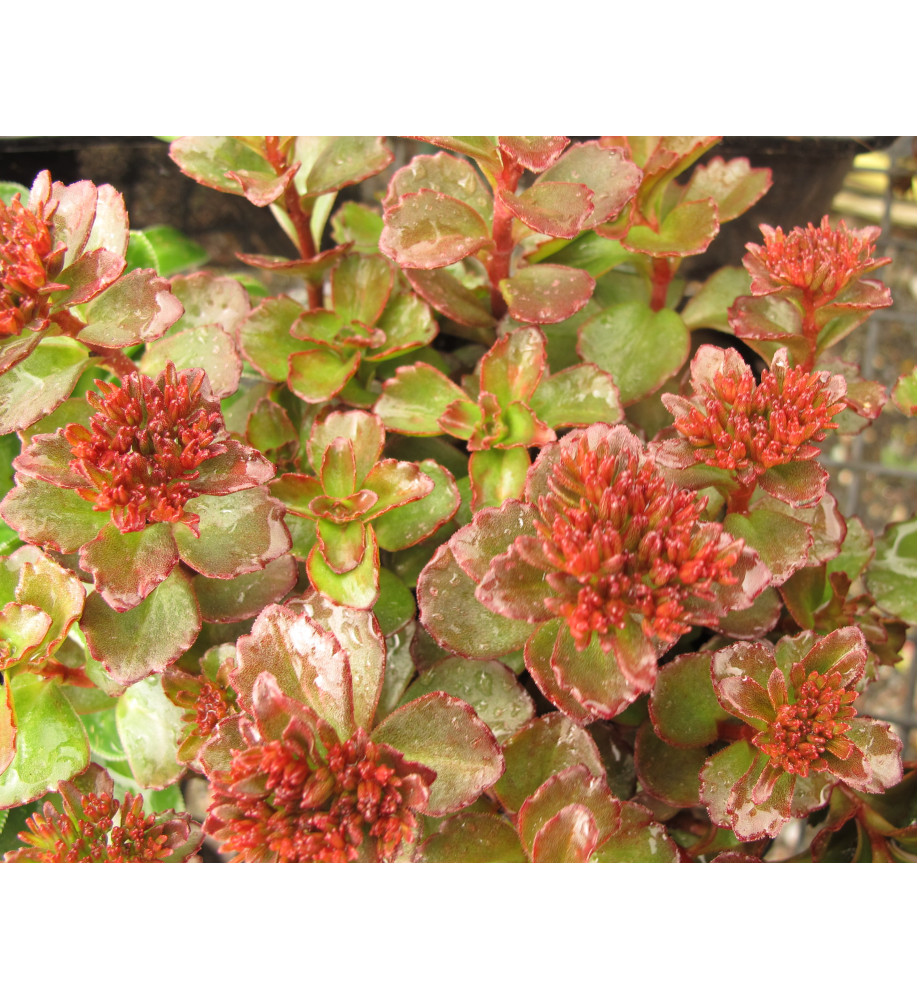Sedum spurium Dragons Blood (1lt)