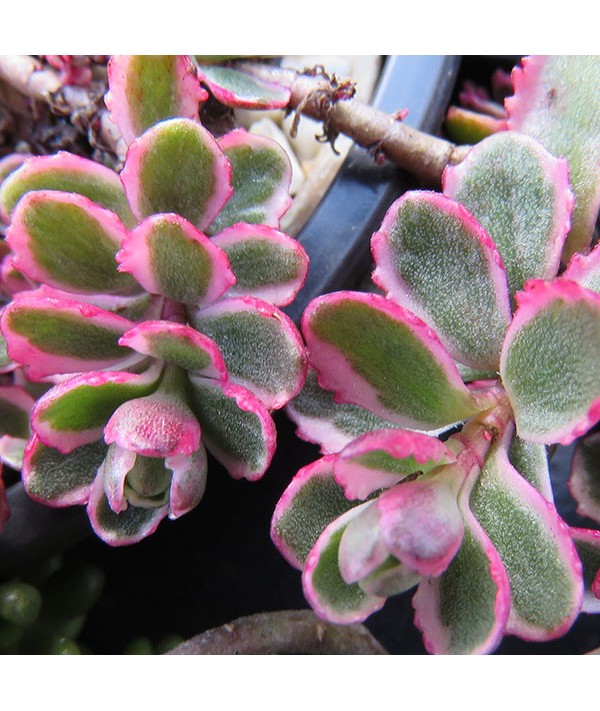 Sedum spurium Tricolor (9cm)