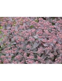 Sedum telephium Purple Emperor (Hylotelephium) (2lt)