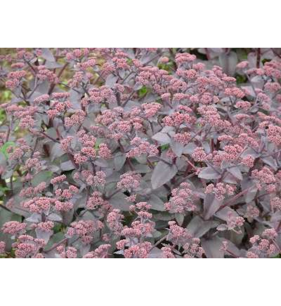 Sedum telephium Purple Emperor (Hylotelephium) (2lt)
