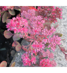 Sedum Vera Jameson (1.5lt)