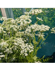Selinum filicifolium (1.5lt)
