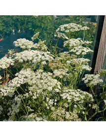 Selinum filicifolium (1.5lt)