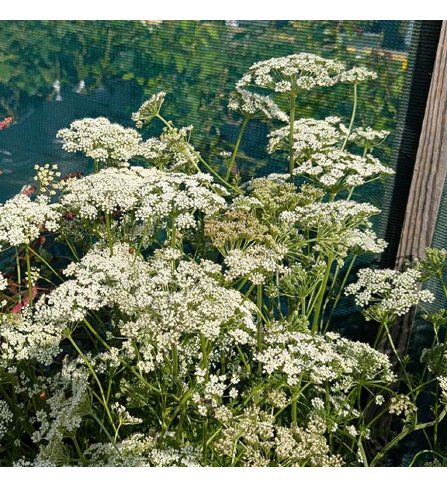 Selinum filicifolium (1.5lt)