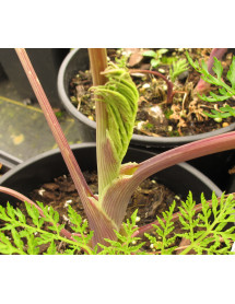 Selinum wallichianum (1lt)