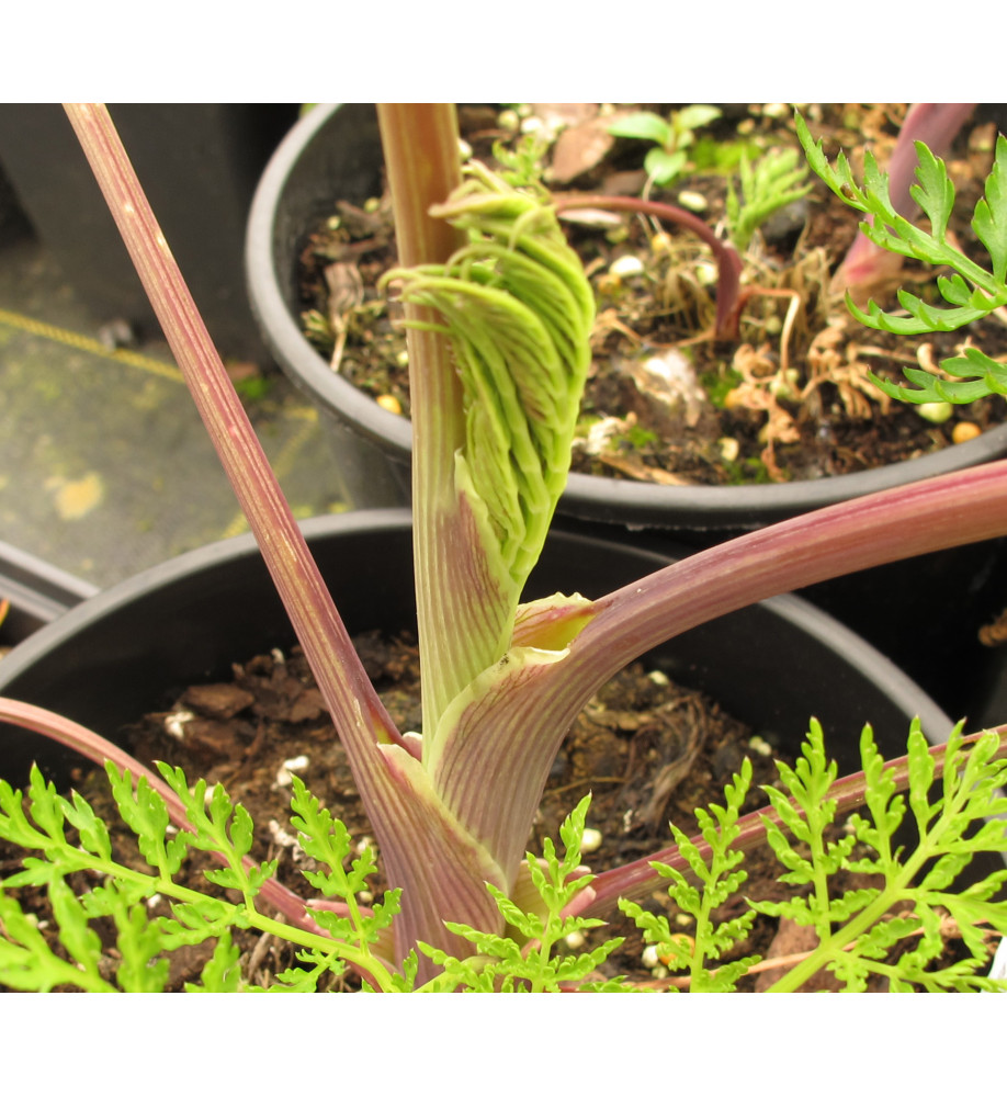 Selinum wallichianum (1lt)