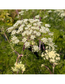 Selinum wallichianum (2lt)