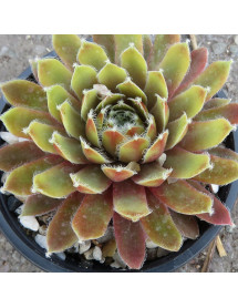 Sempervivum Taurus (9cm) Sempervivum Taurus (9cm)